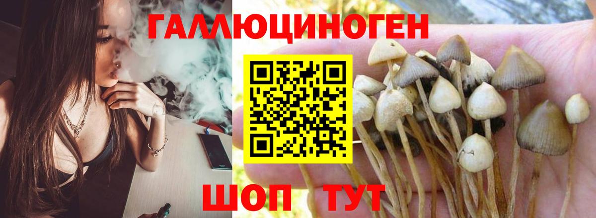 Псилоцибиновые грибы Psilocybe Балашиха